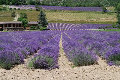 Demonte - Lavanda