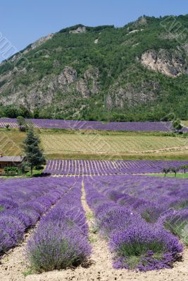 Demonte - Lavender 3