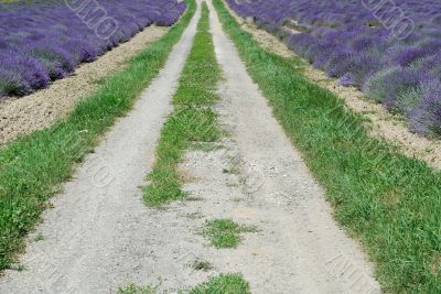 Demonte - Lavender 4