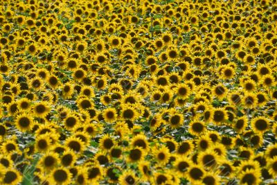 Girasoli in Piemonte