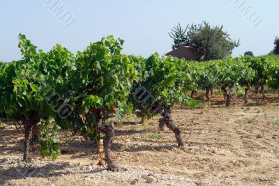 Montagnac-Montpellier - Vineyards