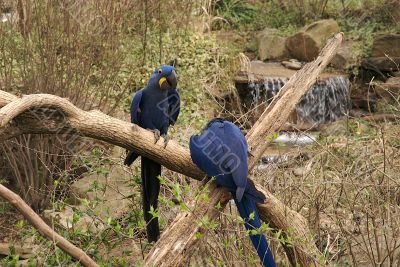 Blue Parrot