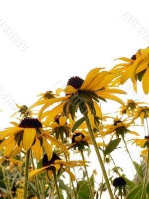 flower - black eyed susan 2