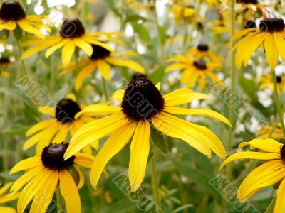 black eyed susan