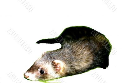 Ferret Animal