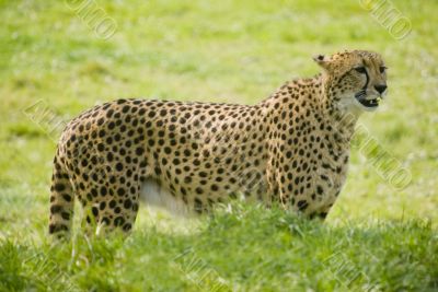 Cheetah