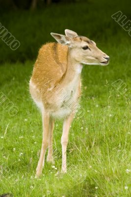 Deer in front of Mont Blanc