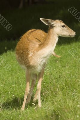 Deer in front of Mont Blanc