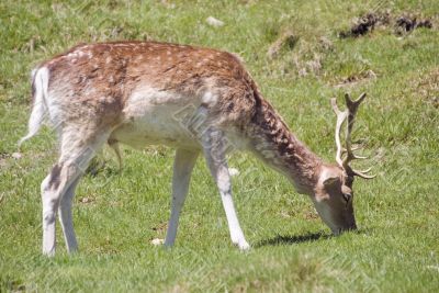 Deer