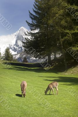 Deer in front of Mont Blanc