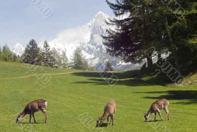 Deer in front of Mont Blanc