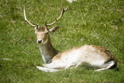 Deer