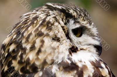 European Eagle Owl