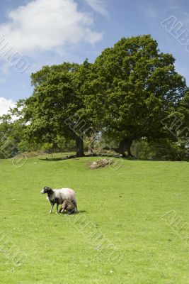 Farmland in the Lake District