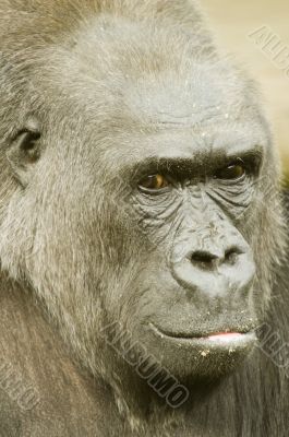 Gorilla