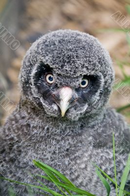 Great Grey Owl Chick