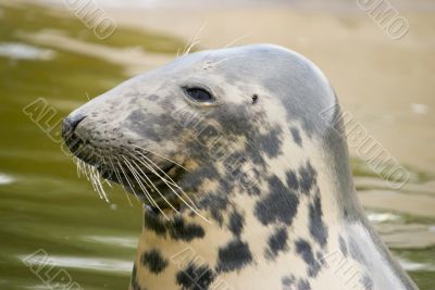 Grey Seal