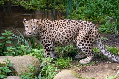 Amur Leopard