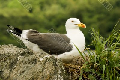 Lesser Black-backed Gull & Chicks