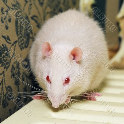 white rat