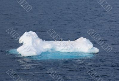 Penguins on an ice floe