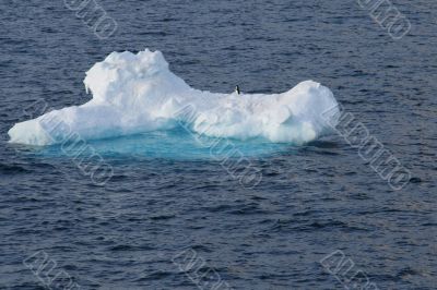 Penguin on an ice floe