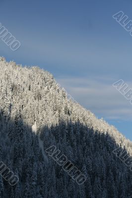 New snow on forested mountainside