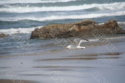 Western gull flying on beach