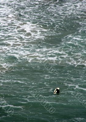 Lone surfer