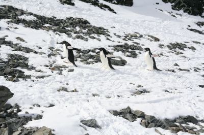 3 Adelie penguins climbing