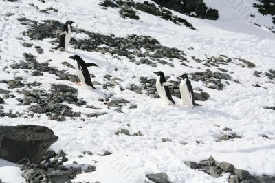 Four young Adelie penguins playing