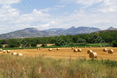 Noguera