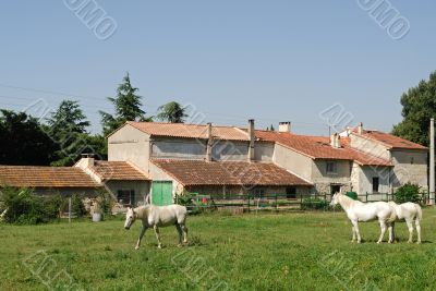Provence - Farm