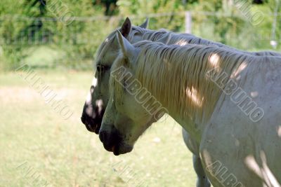 Provence - White horses