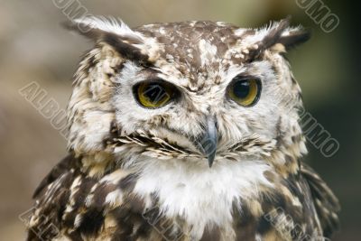 European Eagle Owl