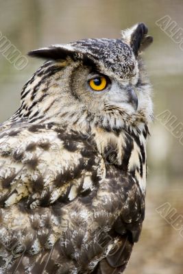 European Eagle Owl