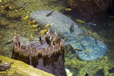 Manatee