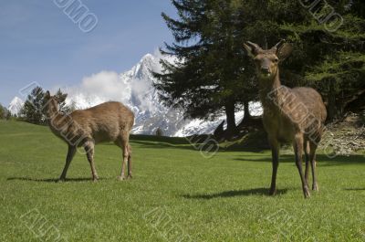 Deer in front of Mont Blanc