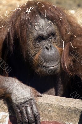 Female Orangutan