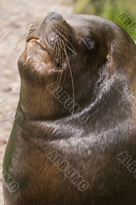 Patagonian Sea Lion