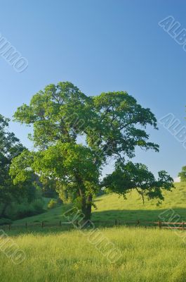 spring countryside