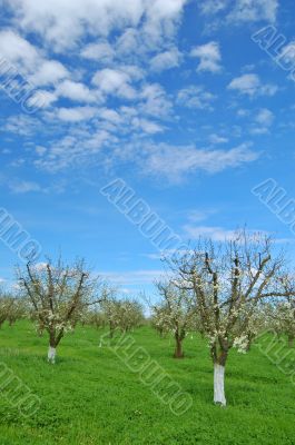 orchard in springtime