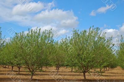 orchard in springtime