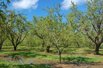 orchard in springtime