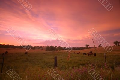 pastoral field