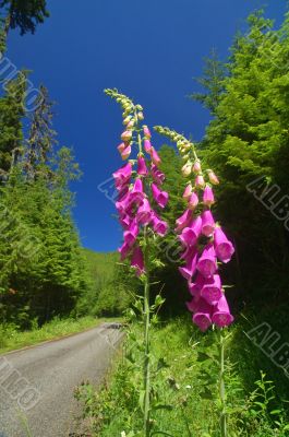 Road in the mountains