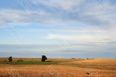 country field
