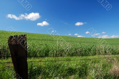 country field