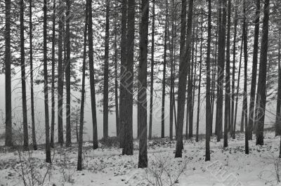 snowy forest in winter