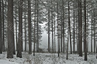 snowy forest in winter